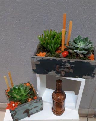 JARDIN DE CRASSULA