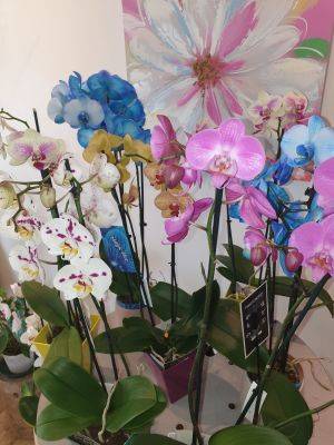 Orchidée phalaenopsis